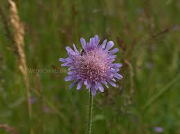Attēlu rezultāti vaicājumam “Knautia arvensis leaf”