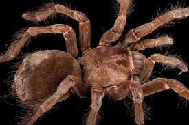 Image result for spider