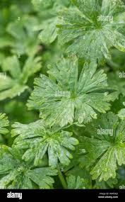 Attēlu rezultāti vaicājumam “Geranium molle leaf”