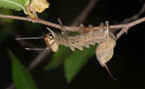 Attēlu rezultāti vaicājumam “Stauropus fagi larva”