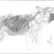 Image result for Westgate Wolves A.R.L.F.C.