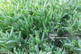 Attēlu rezultāti vaicājumam “Sedum pallidum bud”