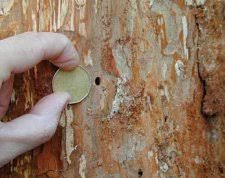 Attēlu rezultāti vaicājumam “Tetropium fuscum”