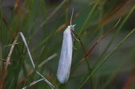 Attēlu rezultāti vaicājumam “Eana argentana”
