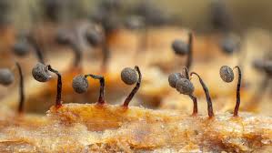 Attēlu rezultāti vaicājumam “Craterium minutum young”