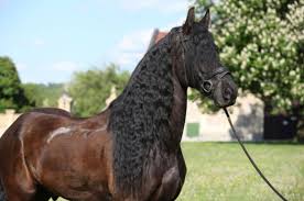 Image result for chestnut friesian