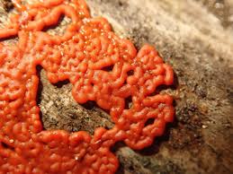 Attēlu rezultāti vaicājumam “Trichiaceae, Hemitrichiaceae, Arcyriaceae”