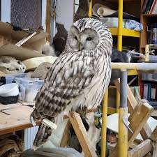 Attēlu rezultāti vaicājumam “Strix uralensis”