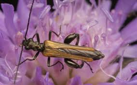 Attēlu rezultāti vaicājumam “Oedemera femorata”