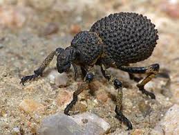 Image result for Brachycerus undatus