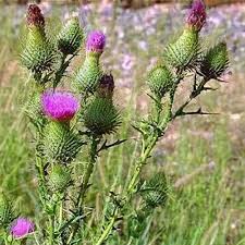 Attēlu rezultāti vaicājumam “Cirsium vulgare”