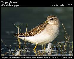 Attēlu rezultāti vaicājumam “Tringa glareola”