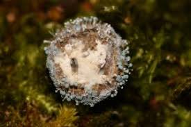 Attēlu rezultāti vaicājumam “Penicillium vulpinum”