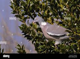 Attēlu rezultāti vaicājumam “Columba palumbus adult”