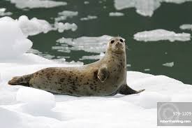 Image result for Phoca vitulina