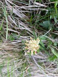 Attēlu rezultāti vaicājumam “Anthyllis vulneraria flower”