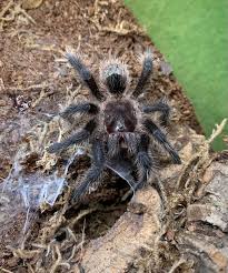 Znalezione obrazy dla zapytania Grammostola grossa