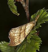 Attēlu rezultāti vaicājumam “Falcaria lacertinaria”
