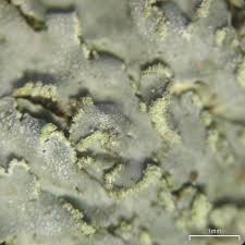 Attēlu rezultāti vaicājumam “Physconia enteroxantha”