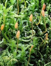 Attēlu rezultāti vaicājumam “Plagiomnium cuspidatum sporophyte”