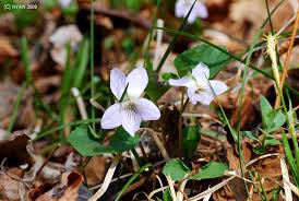 Attēlu rezultāti vaicājumam “Viola mirabilis leaf”