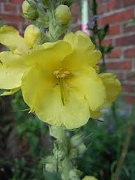 Image result for Verbascum densiflorum