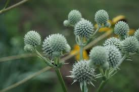 Attēlu rezultāti vaicājumam “Reticularia jurana”