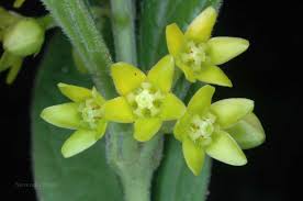 Attēlu rezultāti vaicājumam “Vincetoxicum hirundinaria flower”