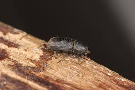 Attēlu rezultāti vaicājumam “Hylastes sp.”