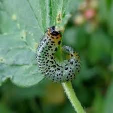 Attēlu rezultāti vaicājumam “Nematus ribesii larva”