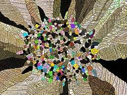 Attēlu rezultāti vaicājumam “Diderma tigrinum macro”