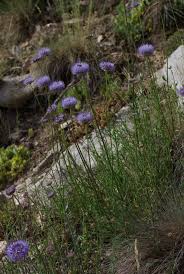 Attēlu rezultāti vaicājumam “Jasione montana”