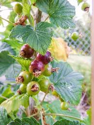 Attēlu rezultāti vaicājumam “Ribes nigrum fruit”