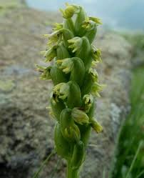 Attēlu rezultāti vaicājumam “Herminium monorchis fruit”