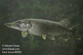 Attēlu rezultāti vaicājumam “Esox lucius”