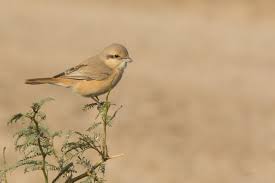 Image result for Lanius isabellinus