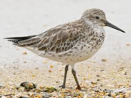 Image result for Calidris tenuirostris