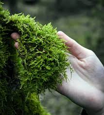 Attēlu rezultāti vaicājumam “moss”