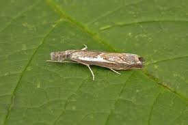 Attēlu rezultāti vaicājumam “Platytes alpinella”