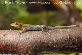 Attēlu rezultāti vaicājumam “Lycogala persicum”