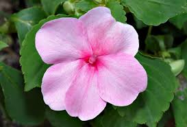 Image result for Impatiens walleriana