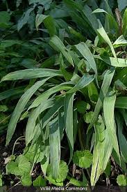 Attēlu rezultāti vaicājumam “Carex loliacea leaf”