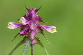 Attēlu rezultāti vaicājumam “Melampyrum cristatum flower”