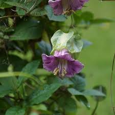 Image result for Glockenrebe