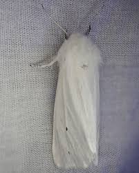 Attēlu rezultāti vaicājumam “Spilosoma sp.”