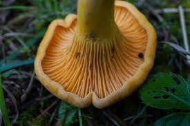 Attēlu rezultāti vaicājumam “Ramariopsis crocea”