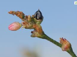 Attēlu rezultāti vaicājumam “Persicaria lapathifolia fruit”