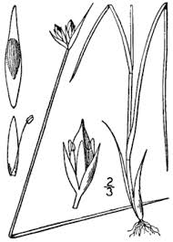 Attēlu rezultāti vaicājumam “Juncus stygius”