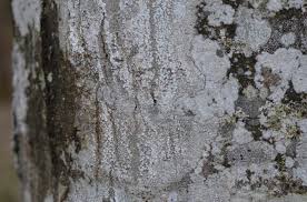 Attēlu rezultāti vaicājumam “Pertusaria amara”