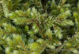 Attēlu rezultāti vaicājumam “Antitrichia curtipendula”